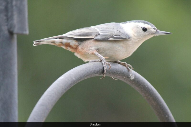 Explosion Birds: कैलिफोर्निया के निवासियों को हैरान करने वाला नजारा