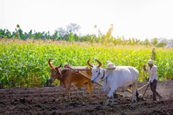 PM Kisan Yojana 21 Kist: 21वीं किस्त से पहले सरकार की बड़ी कार्रवाई, जानिए किन किसानों के आवेदन हो सकते हैं रद्द