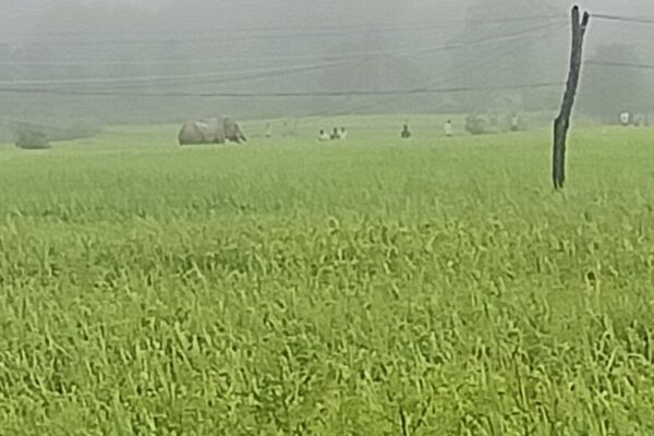 Elephant: सलखनियां गांव के खेतों में घुसा हाथी, दहशत में आए ग्रामीण, बांधवगढ़ टाइगर रिजर्व की टीम ने जंगल में खदेड़ा