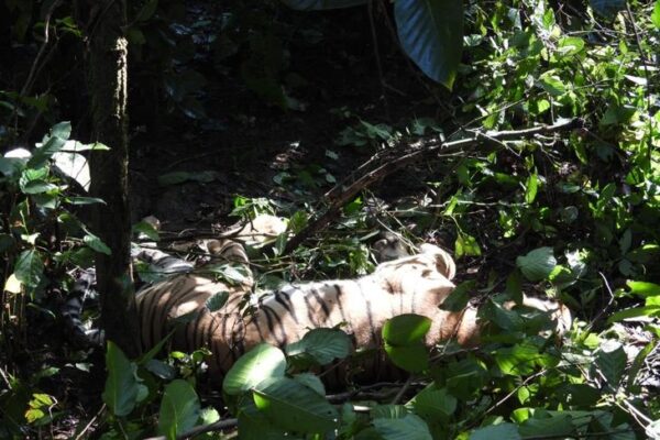 Tiger News: कान्हा टाइगर रिजर्व में तीन बाघों की मौत: दो नर टाइगर्स के संघर्ष में एक की मौत, एक बाघ ने दो शावकों को मार डाला