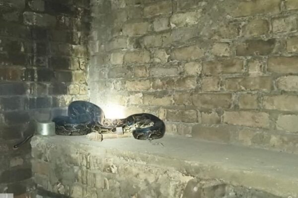 Python: बलरामपुर में 12 फीट का अजगर मिला, वन विभाग ने मंसूरवा गांव से रेस्क्यू कर जंगल में छोड़ा