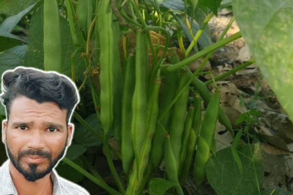 “Farming: किसान ने उत्तराखंड का राजमा उज्जैन में उगाया, 2 सिंचाई में 100 दिन में फसल तैयार”