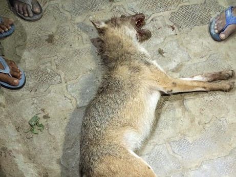 बहराइच में सियार का हमला, युवती समेत दो घायल:ग्रामीणों ने लाठी-डंडों से पीटकर मार डाला, घर के बाहर टहल रही थी लड़की