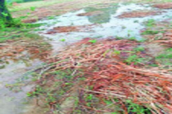 Rainfall: राजस्थान में बारिश से खराब हुईं बाजरे, मूंग और मोठ की फसलें