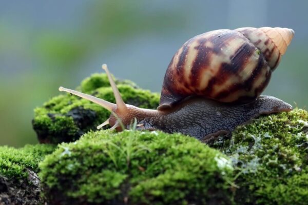 दुनिया के 10 सबसे धीमे Animals: जानें कौन हैं ये विशेष जीव