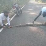 Python News: नेपानगर में 12 फीट लंबा अजगर का रेस्क्यू, जंगल में छोड़ा