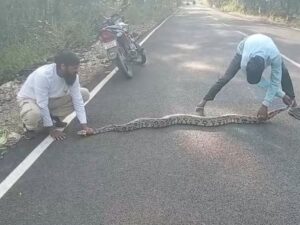 Python News: नेपानगर में 12 फीट लंबा अजगर का रेस्क्यू, जंगल में छोड़ा