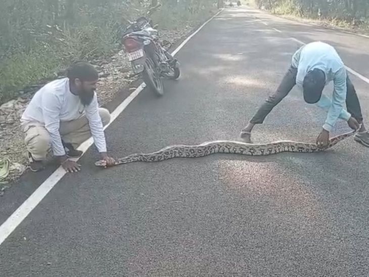 Python News: नेपानगर में 12 फीट लंबा अजगर का रेस्क्यू, जंगल में छोड़ा